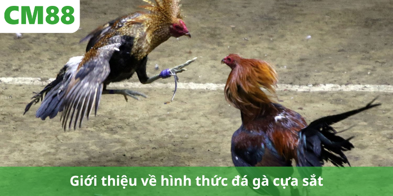 Giới thiệu về hình thức đá gà cựa sắt